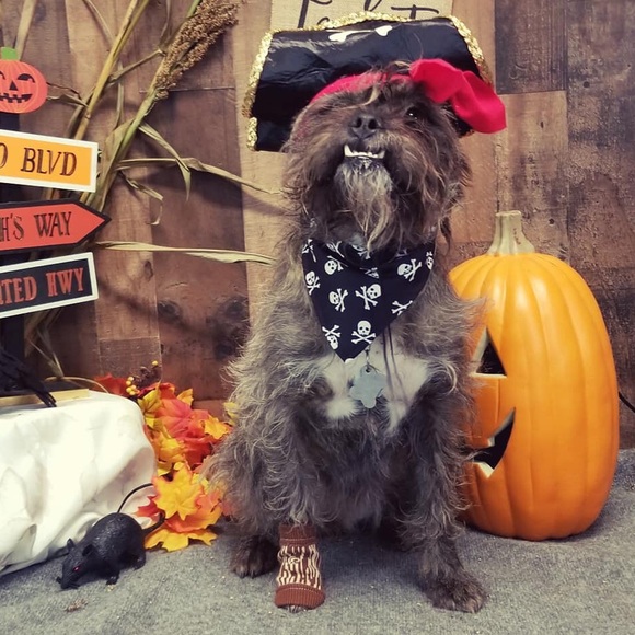 ๐POSH AMBASSADOR๐ - Picture 1 of 1